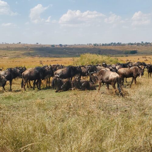7-Day Tanzania Group Safari – Explore Serengeti, Ngorongoro Crater & Northern Circuit Wildlife