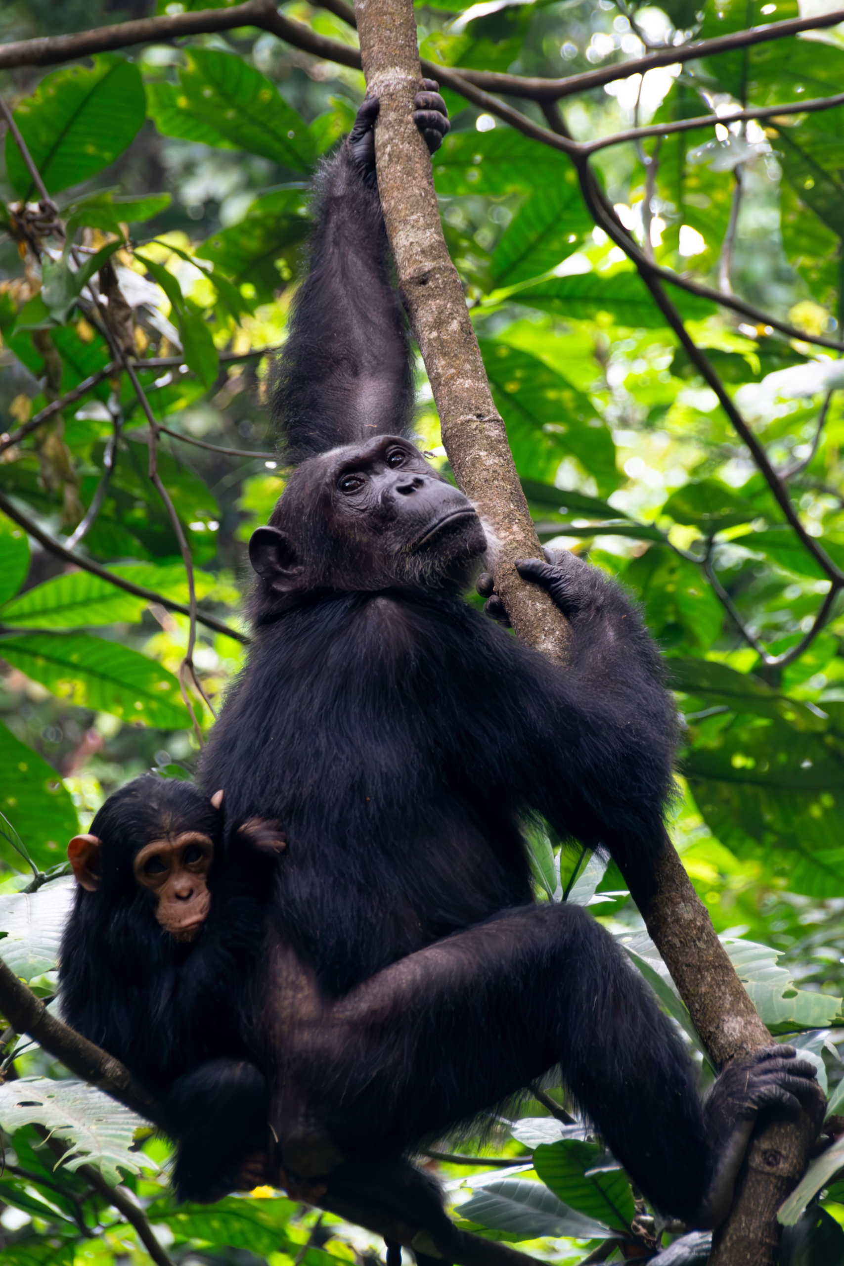 5 Days Family Safari in Tanzania