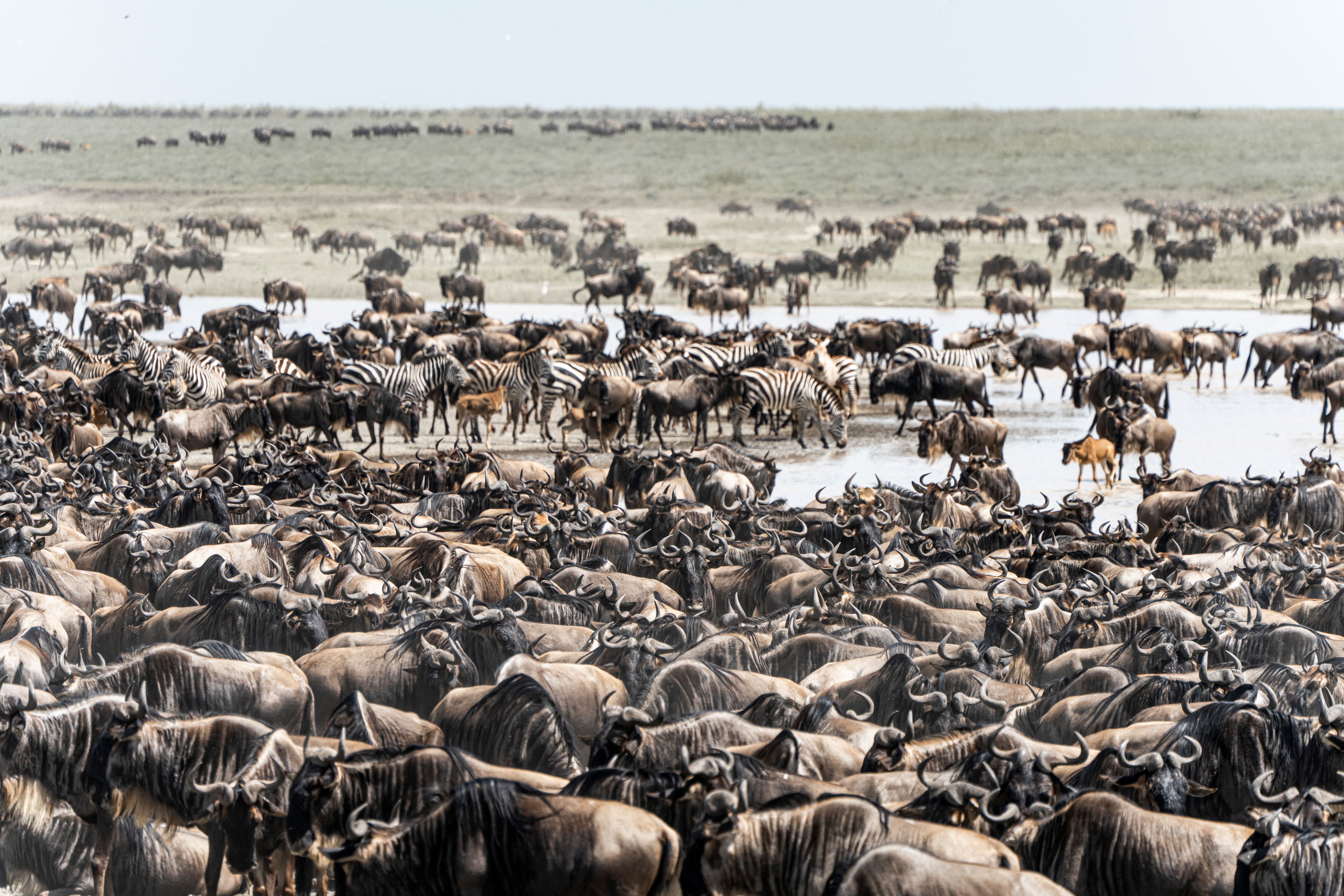 4 Days Serengeti Wildebeest Migration Safari