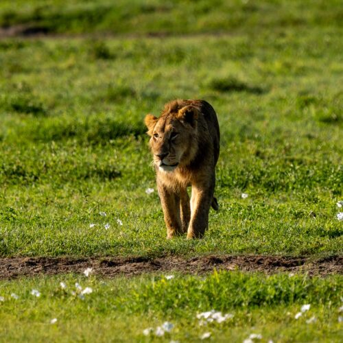 Tarangire, Lake Manyara & Ngorongoro Safari | 4 Day Tanzania Wildlife Safari