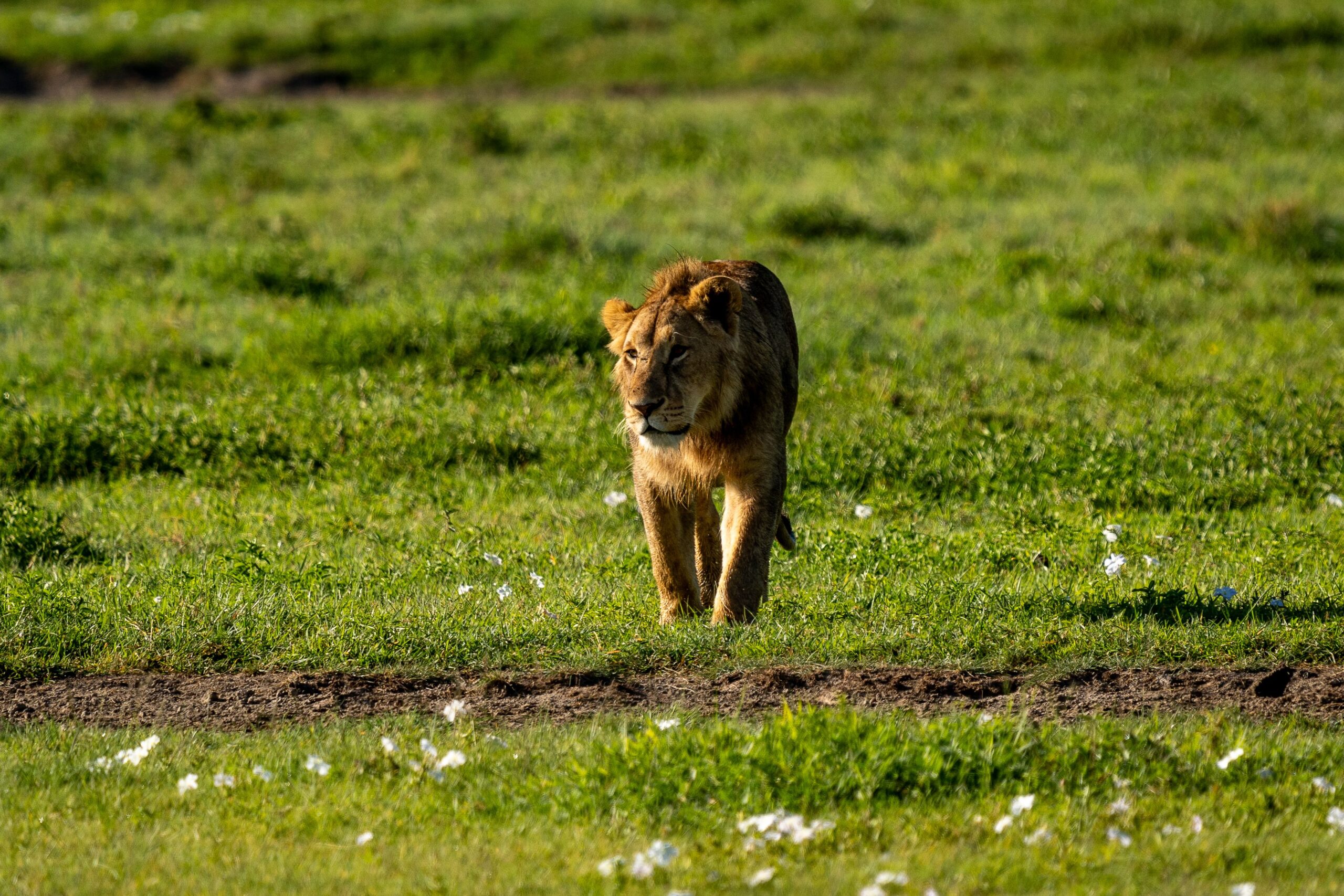 3 Days Tanzania Budget Safari