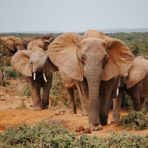 5-Day Tanzania Big Five Safari: Tarangire, Serengeti & Ngorongoro