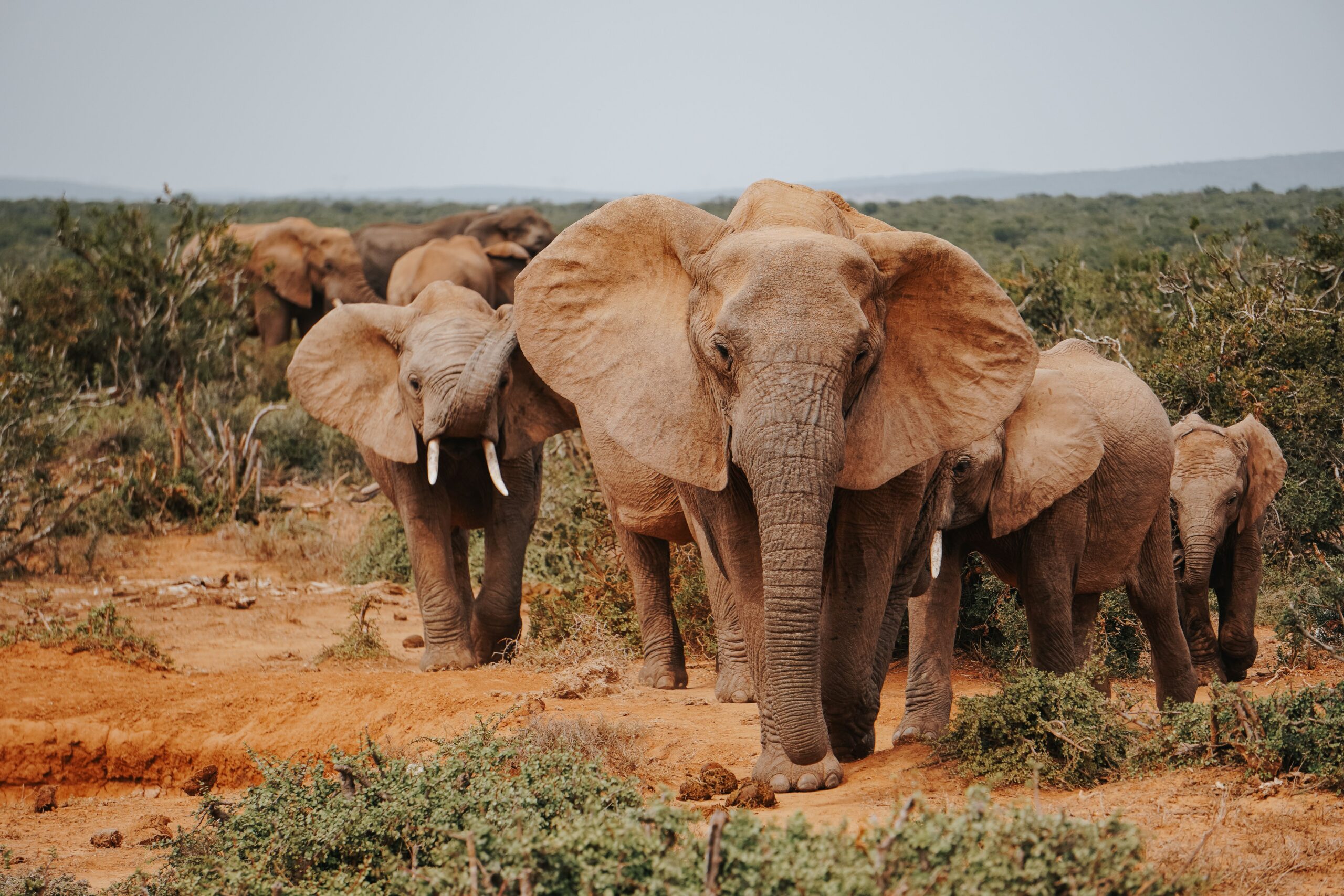 Tanzania Wildlife Safaris
